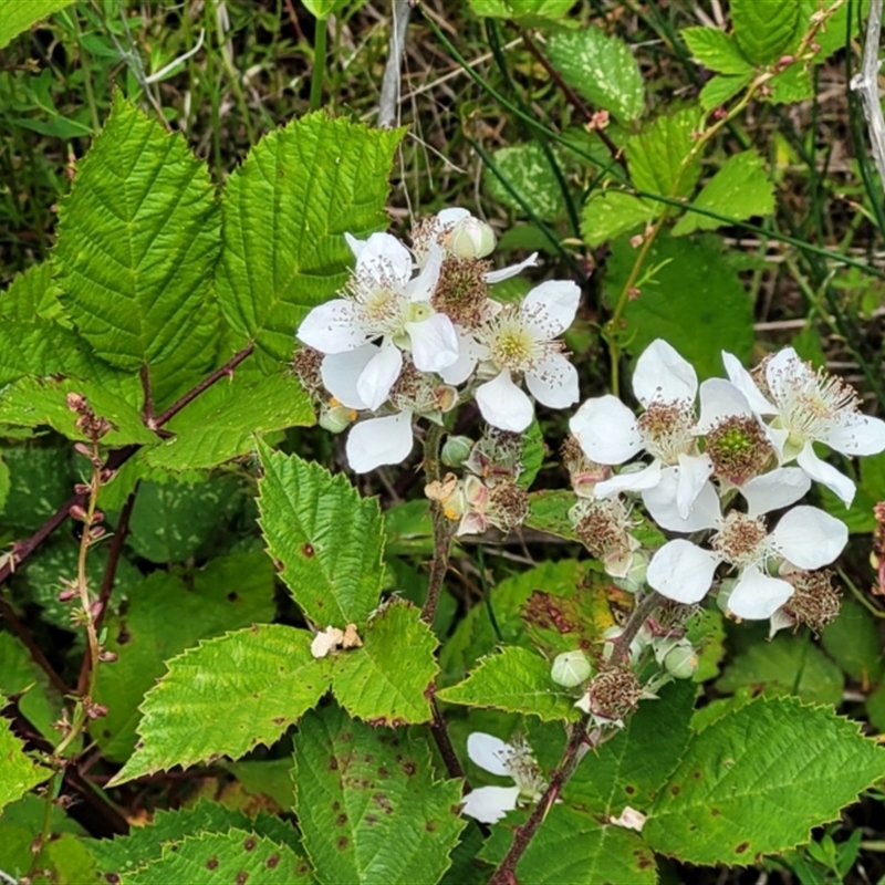 Rubus fruticosus species aggregate