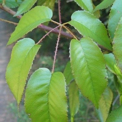 Rubus nebulosus