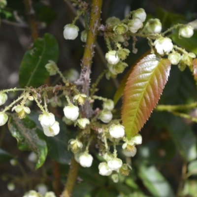 Rubus nebulosus