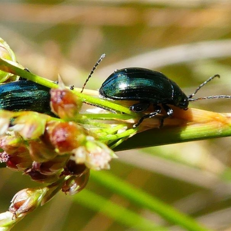 Arsipoda chrysis