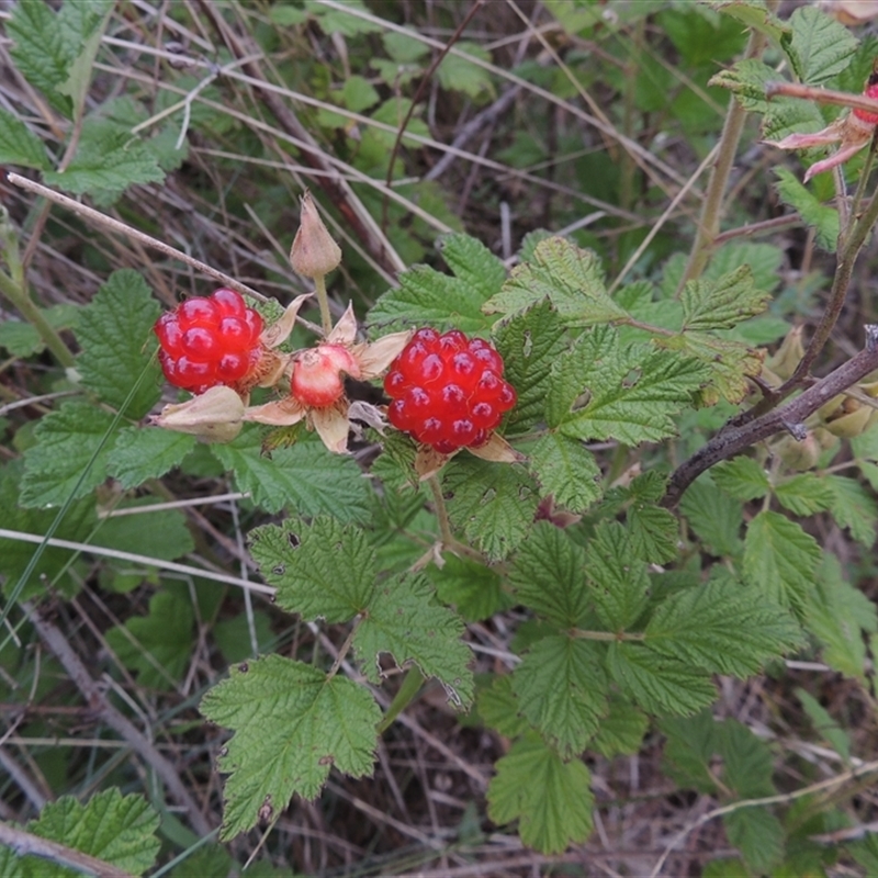 Rubus parvifolius