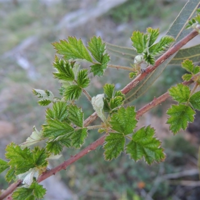 Rubus parvifolius