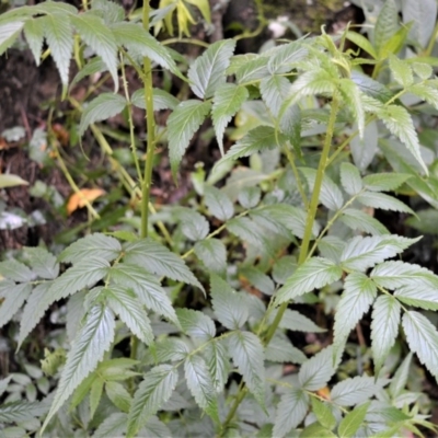 Rubus rosifolius