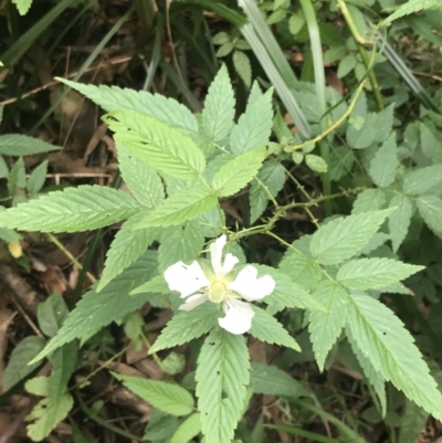 Rubus rosifolius