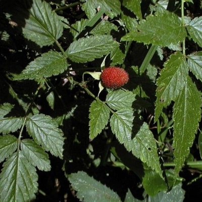 Rubus rosifolius var. rosifolius