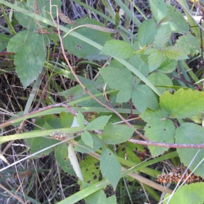 Rubus sp.