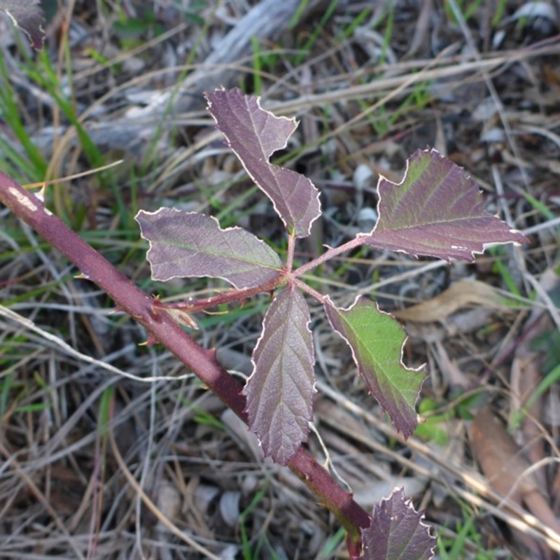 Rubus sp.