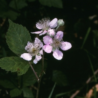 Rubus ulmifolius