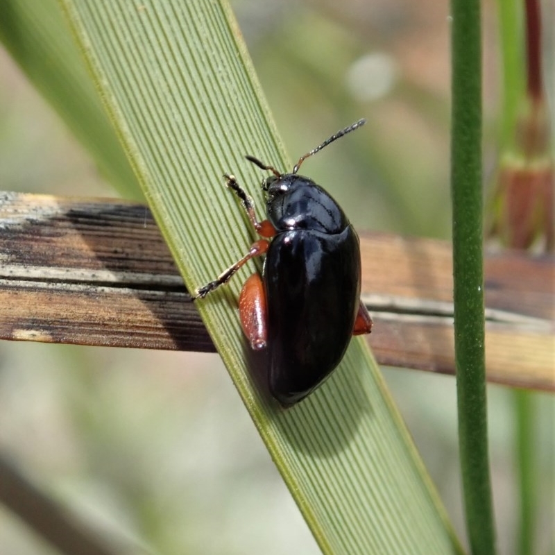 Arsipoda holomelaena