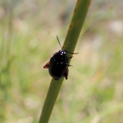 Arsipoda holomelaena