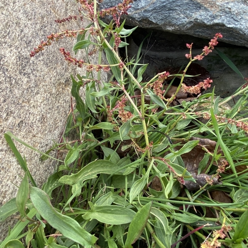 Rumex acetosella