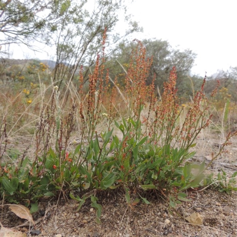 Rumex acetosella