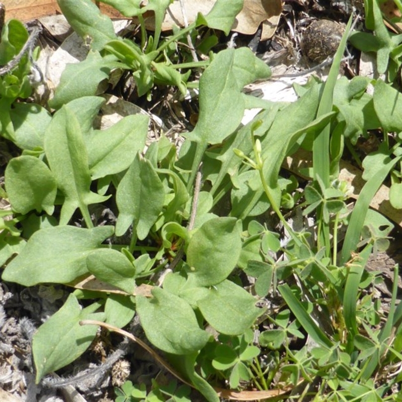 Rumex acetosella