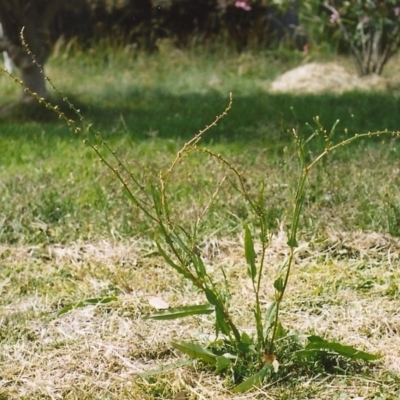 Rumex brownii