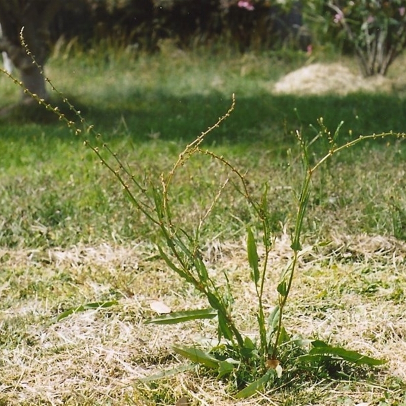 Rumex brownii