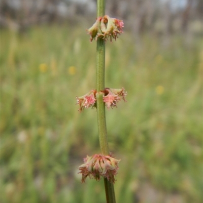 Rumex brownii