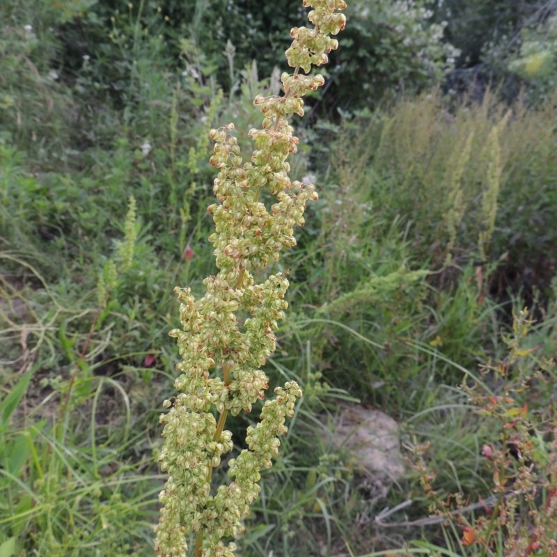 Rumex crispus