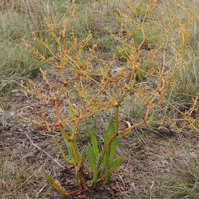 Rumex dumosus