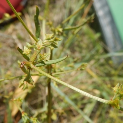 Rumex dumosus