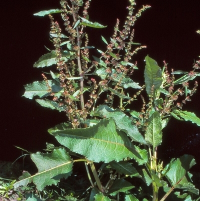 Rumex obtusifolius