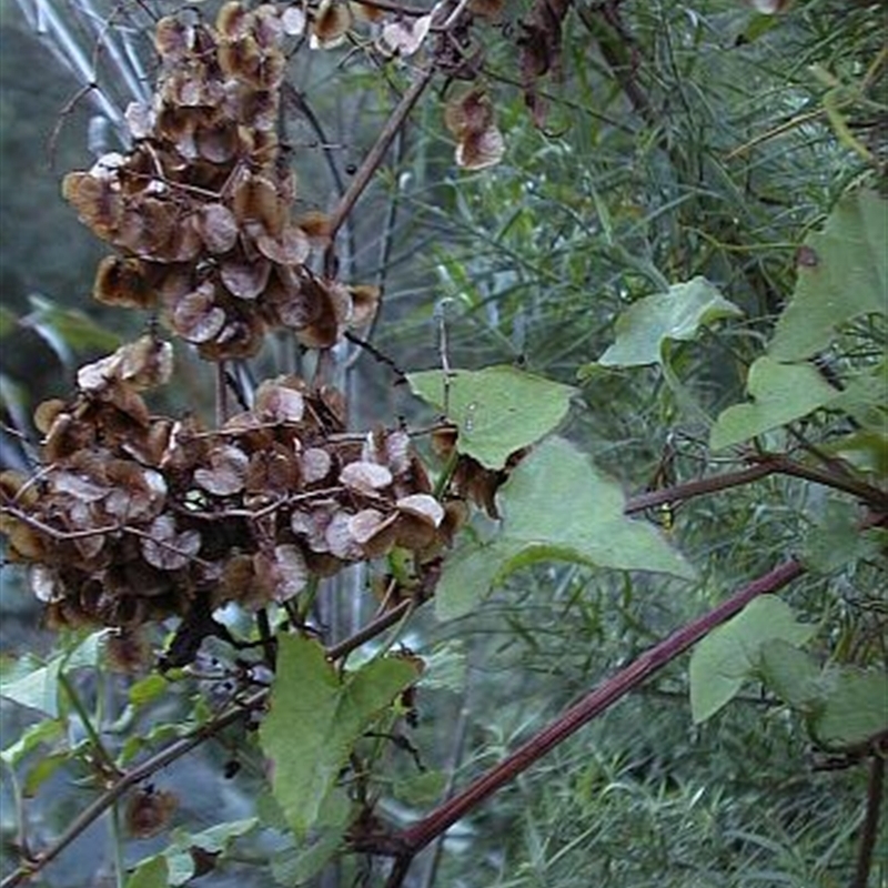 Rumex sagittatus