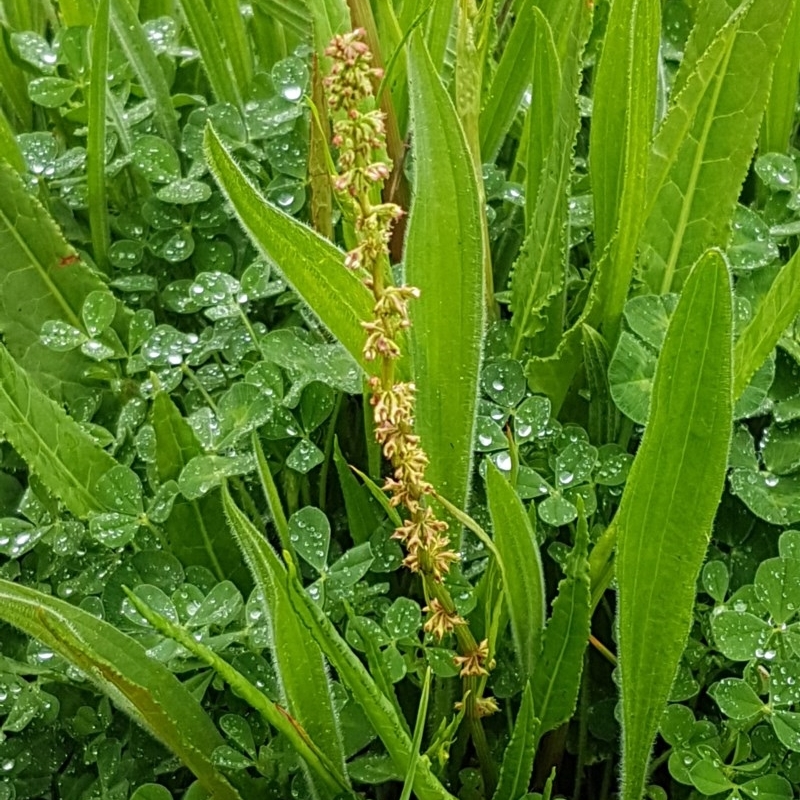 Rumex sp.