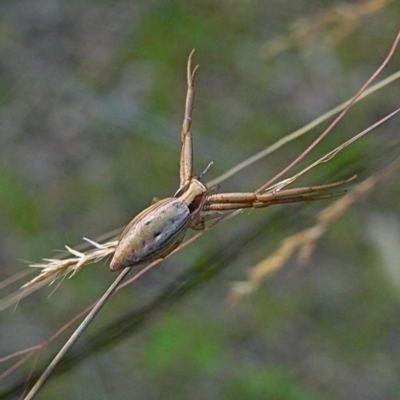 Runcinia acuminata