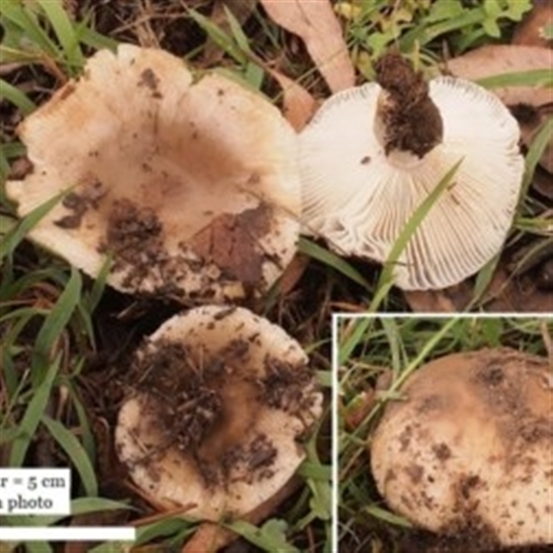 Russula amoenolens-like