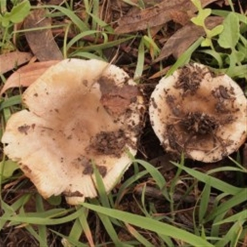 Russula amoenolens-like