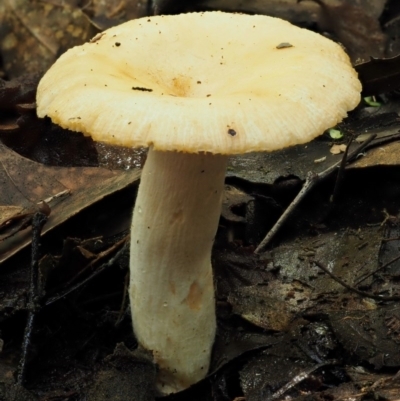 Russula neerimea