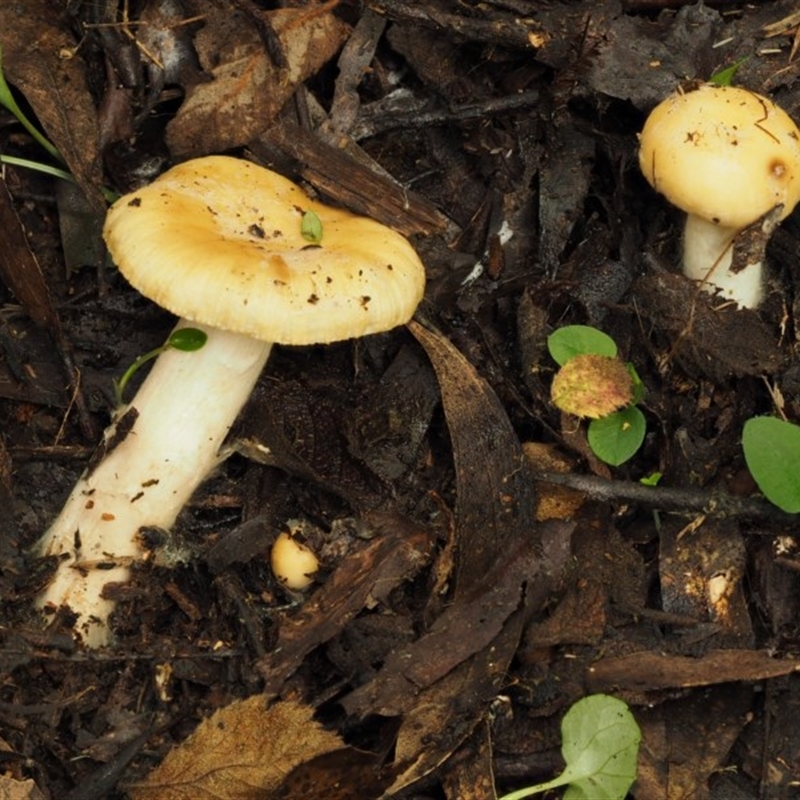 Russula neerimea