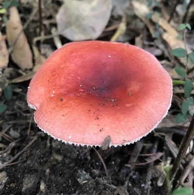 Russula sp.