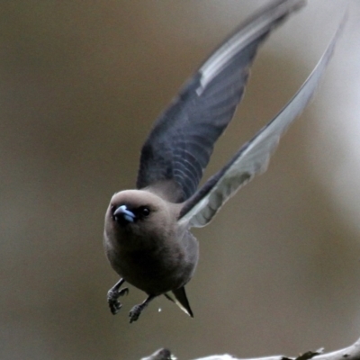 Artamus cyanopterus cyanopterus