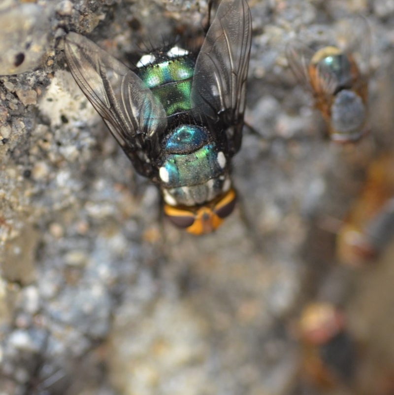 Rutilia (Ameniamima) argentifera