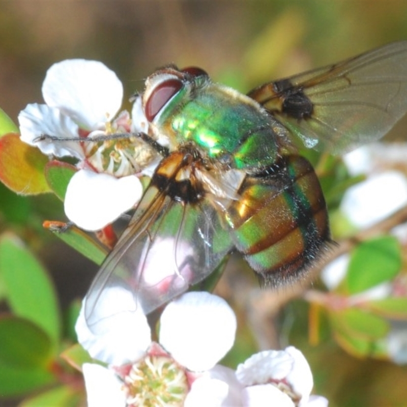 Rutilia (Chrysorutilia) formosa