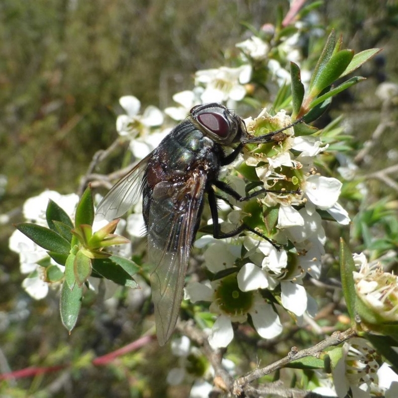 Rutilia sp. (genus)