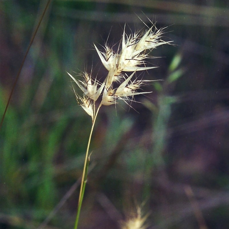 Rytidosperma caespitosum