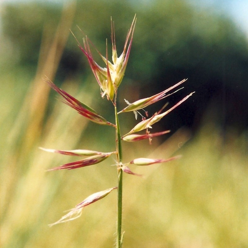 Rytidosperma erianthum