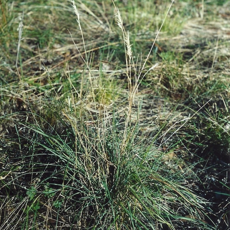 Rytidosperma fulvum