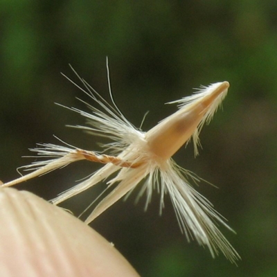 Rytidosperma laeve