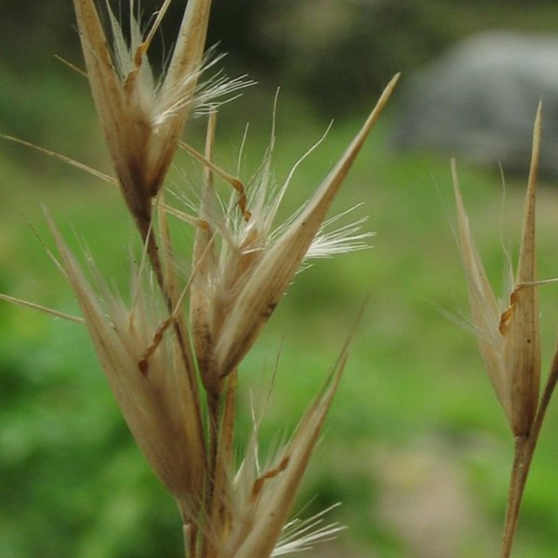 Rytidosperma laeve