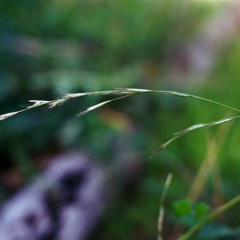 Rytidosperma racemosum