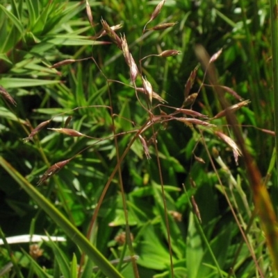 Rytidosperma vickeryae