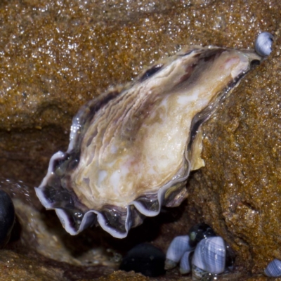 Saccostrea glomerata