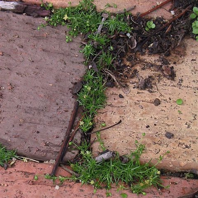 Sagina procumbens