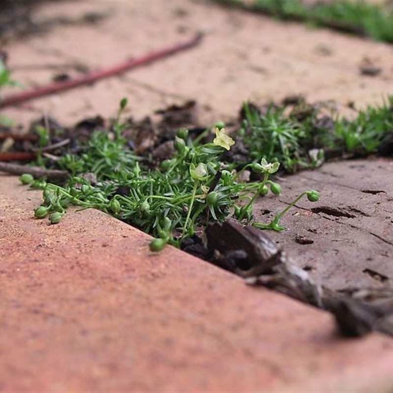 Sagina procumbens