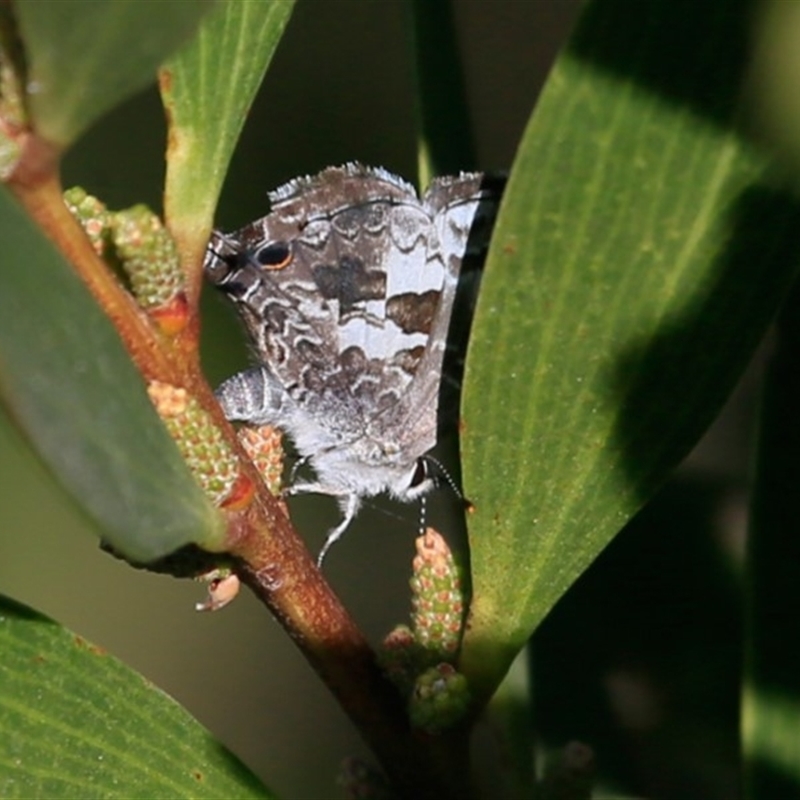 Sahulana scintillata