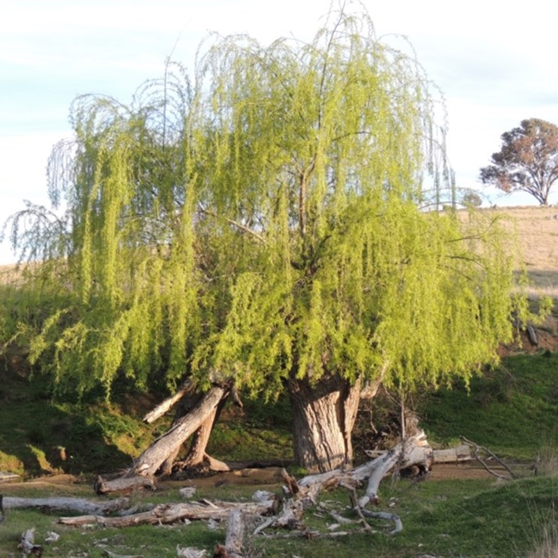 Salix babylonica