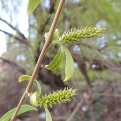 Salix babylonica