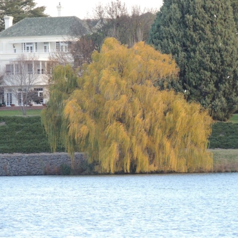 Salix babylonica